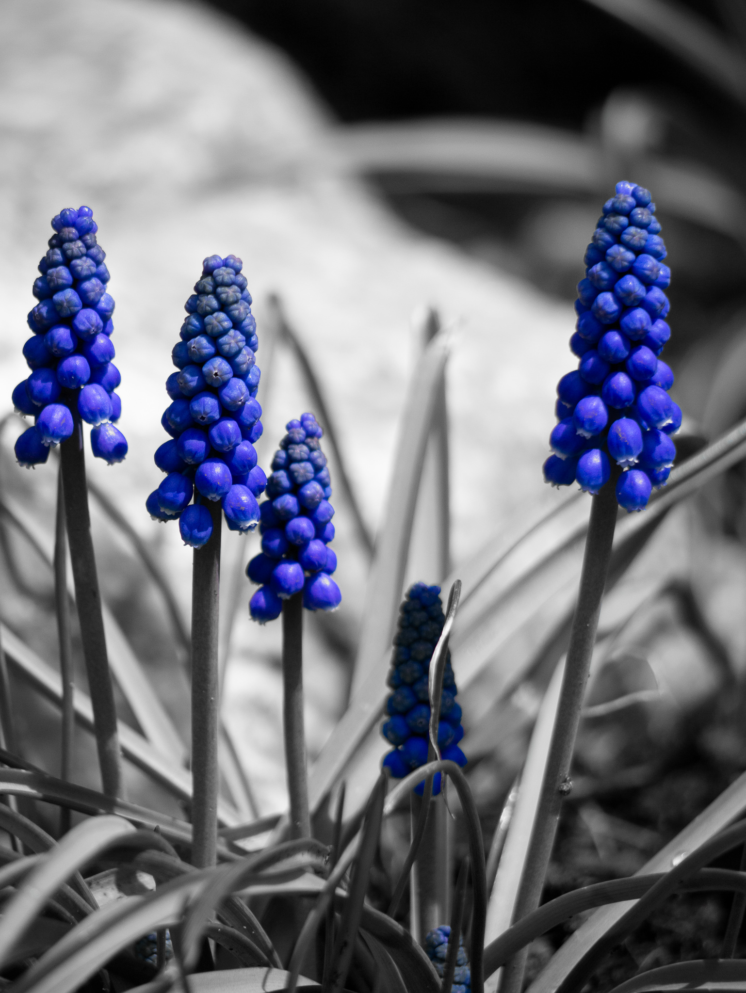 blue flowers